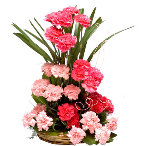 Fragrant Freesia Fragrant Freesia