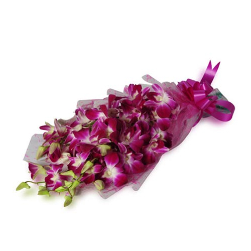 Orchids Delight Orchids Delight