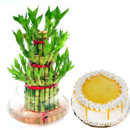3 layer bamboo with cake 3 layer bamboo with cake