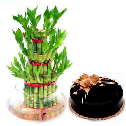 Bamboo cake delight Bamboo cake delight
