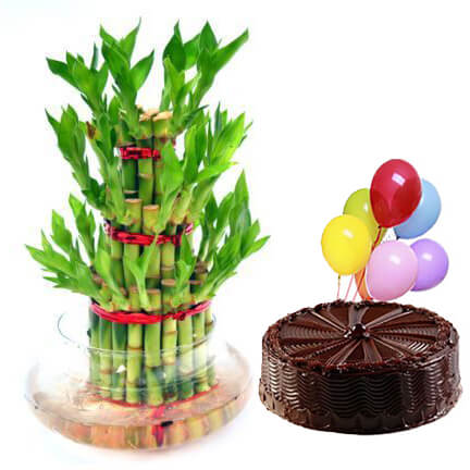 bamboo plant with choco bamboo plant with choco