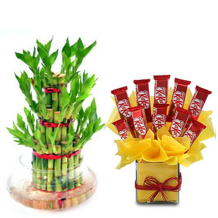 chocolate treat with lucky bamboo chocolate treat with lucky bamboo