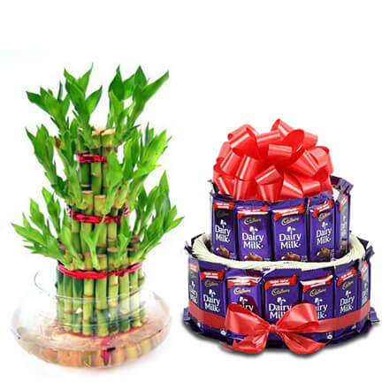bamboo plant with dairy milk bamboo plant with dairy milk