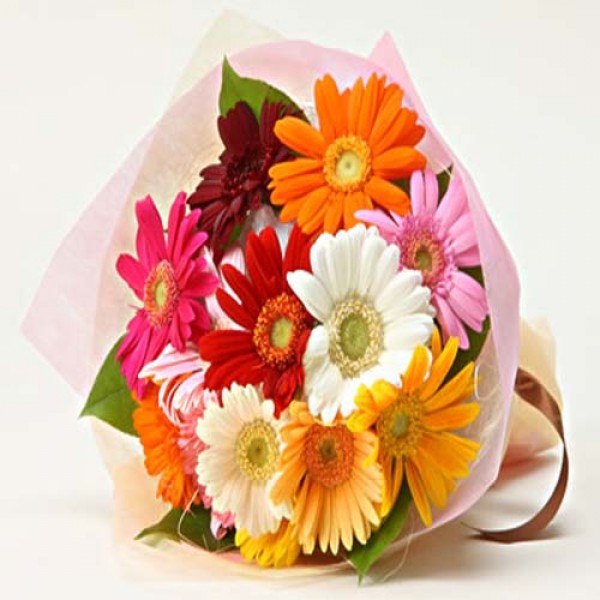 Gerbera Beauty